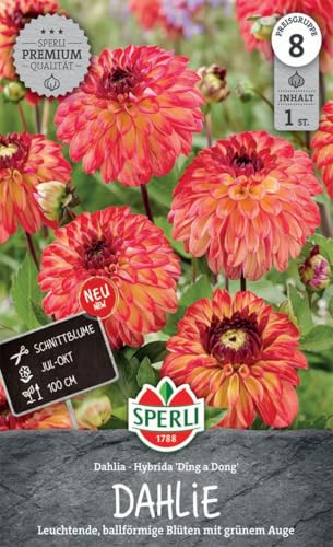 sperli-dekorative-dahlie-ding-a-dong-267754-orange-ballbl-te-100-cm image 3