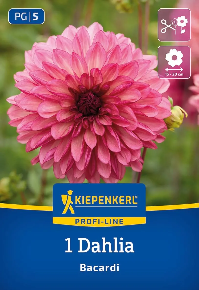 kiepenkerl-profi-line-dekorative-dahlie-bacardi-blumenzwiebeln image 1