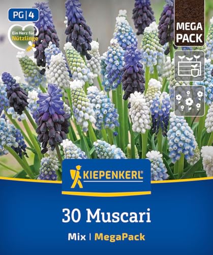 kiepenkerl-mega-pack-traubenhyazinthen-mischung-blumenzwiebeln-blau-wei-bis-30-z image 8