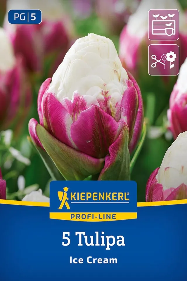 kiepenkerl-profi-line-gef-llte-sp-te-tulpe-ice-cream-blumenzwiebeln-pink-wei-k-b image 1
