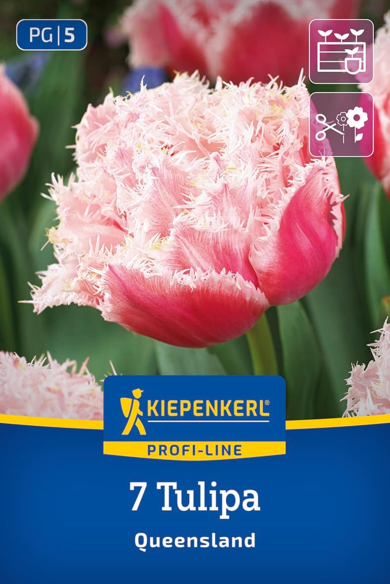kiepenkerl-gefranste-gef-llte-tulpe-queensland-2000032-blumenzwiebeln image 1