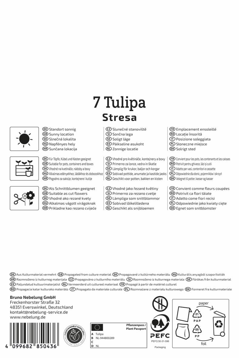 kiepenkerl-kaufmanniana-tulpe-stresa-blumenzwiebeln image 2