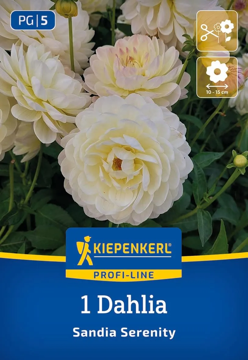 kiepenkerl-profi-line-dekorative-dahlie-sandia-serenity-blumenzwiebeln-80-cm-10- image 1