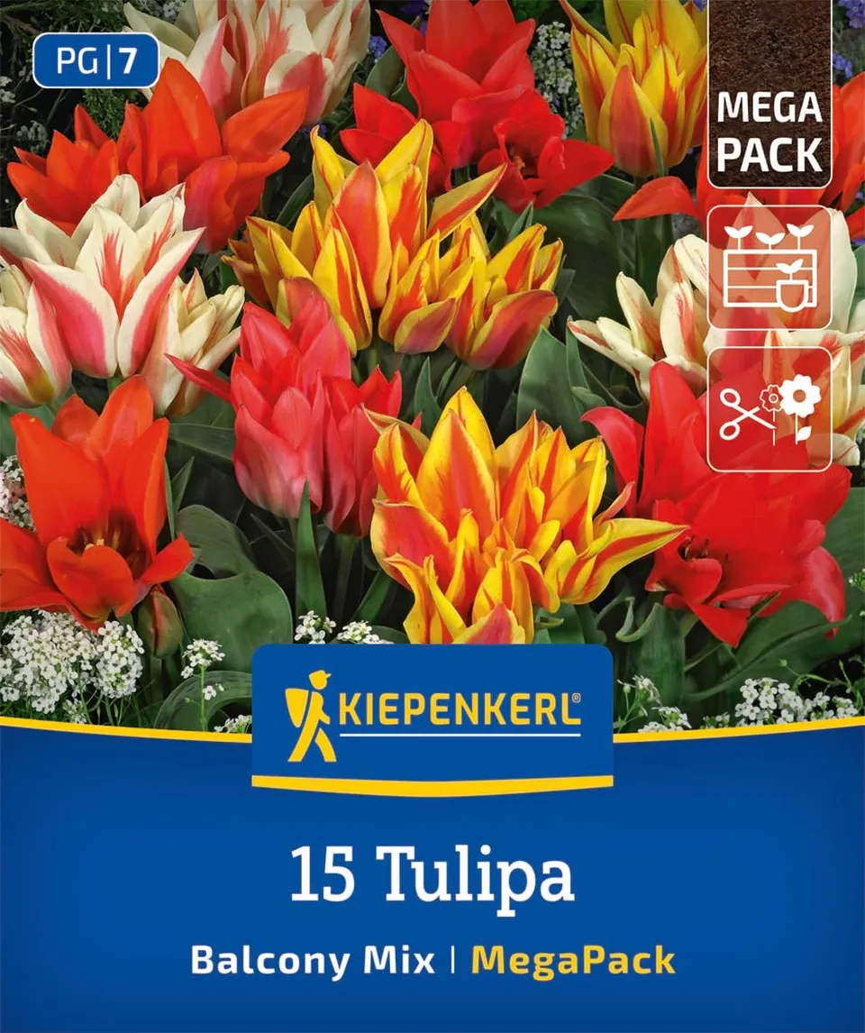 kiepenkerl-mega-pack-botanische-tulpen-balkonzauber-blumenzwiebeln-mehrbl-tig-20 image 1