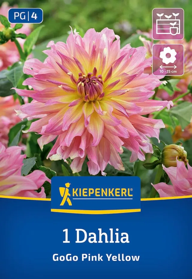 kiepenkerl-beet-k-bel-dahlie-go-go-pink-yellow-blumenzwiebeln-12-cm-bl-te image 1