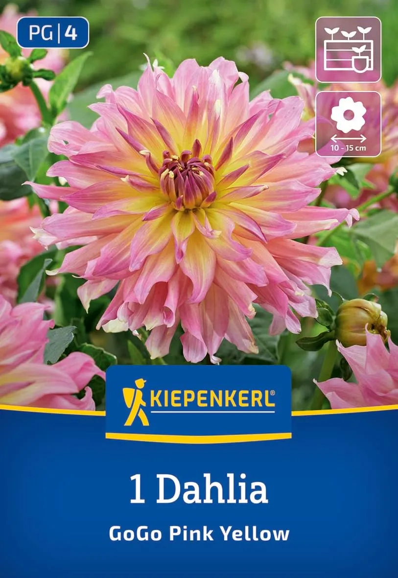 kiepenkerl-beet-k-bel-dahlie-go-go-pink-yellow-blumenzwiebeln-12-cm-bl-te image 1