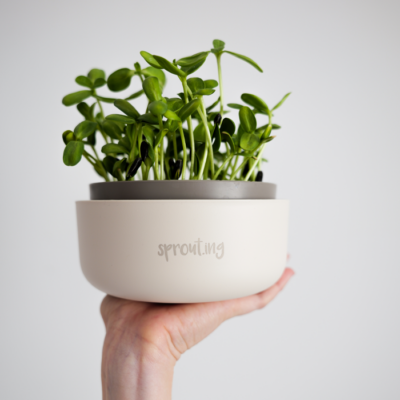 samen-maier-bio-sprossen-sonnenblumen-microgreens-saatgut image 6