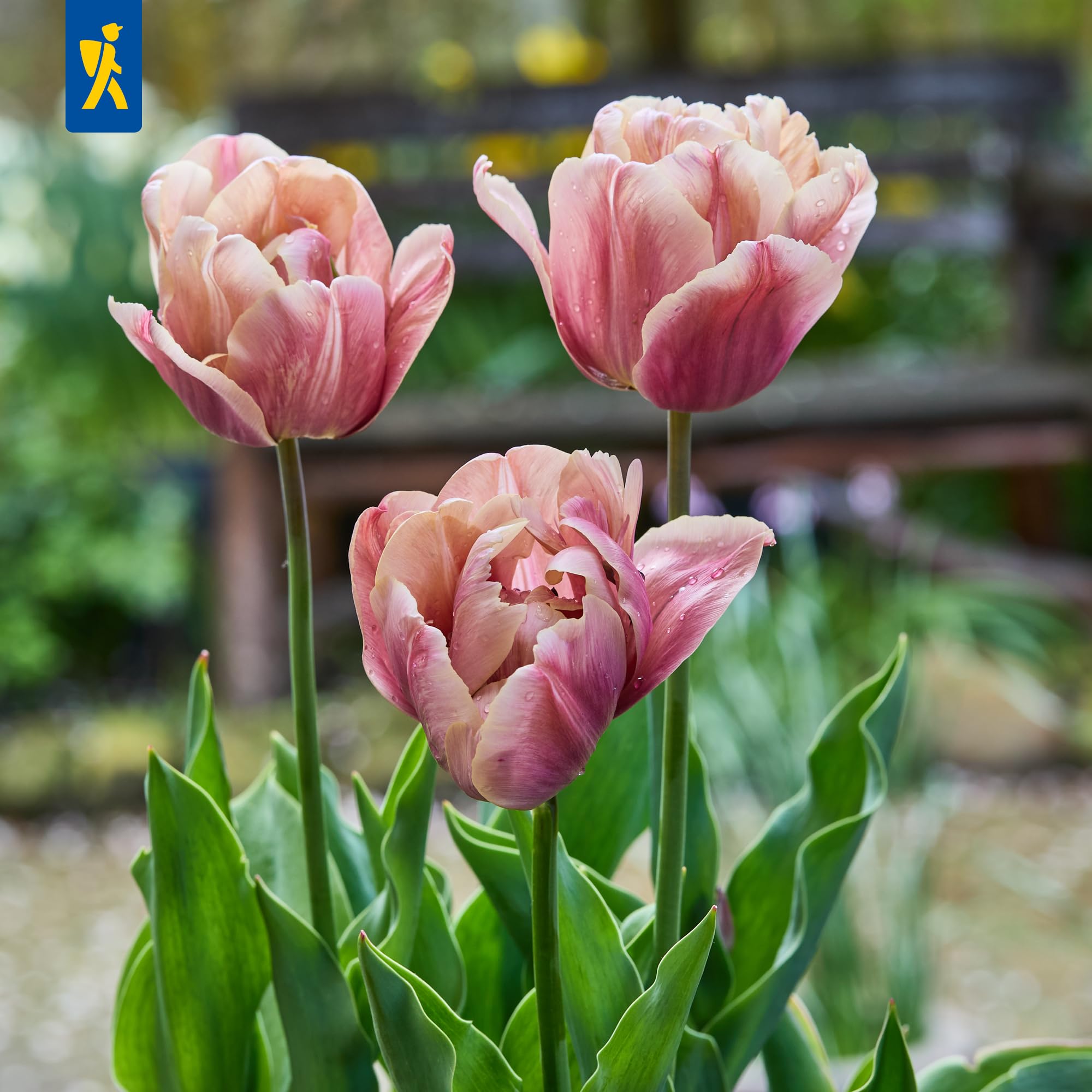 kiepenkerl-tulpe-la-belle-epoque-blumenzwiebeln-mega-pack image 3