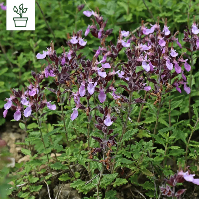 samen-maier-bio-edel-gamander-teucrium-chamaedrys-im-topf image 1