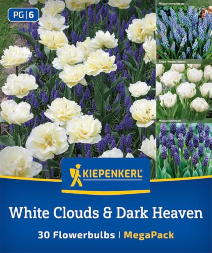 kiepenkerl-mega-pack-blumenzwiebelmischung-white-cloud-dark-heaven-mix-2875030 image 3