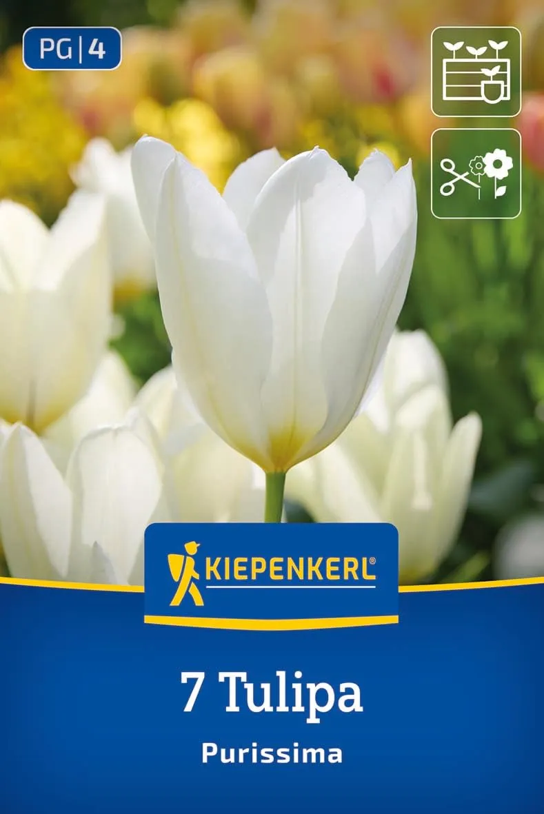 kiepenkerl-fosteriana-tulpe-purissima-blumenzwiebeln-wei-e-tulpe-mit-cremefarben image 1
