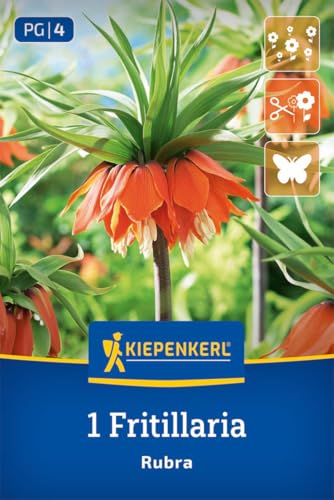 kiepenkerl-kaiserkrone-rubra-2775005-fritillaria-imperialis-blumenzwiebeln-orang image 8