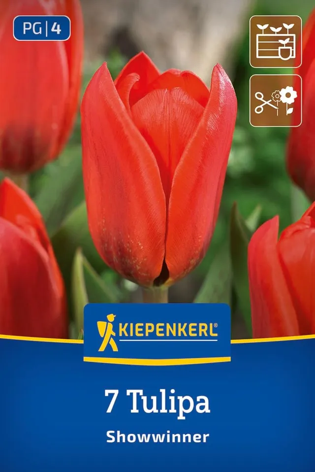 kiepenkerl-kaufmanniana-tulpe-showwinner-2000039-kardinalsrot-mit-geflecktem-lau image 1