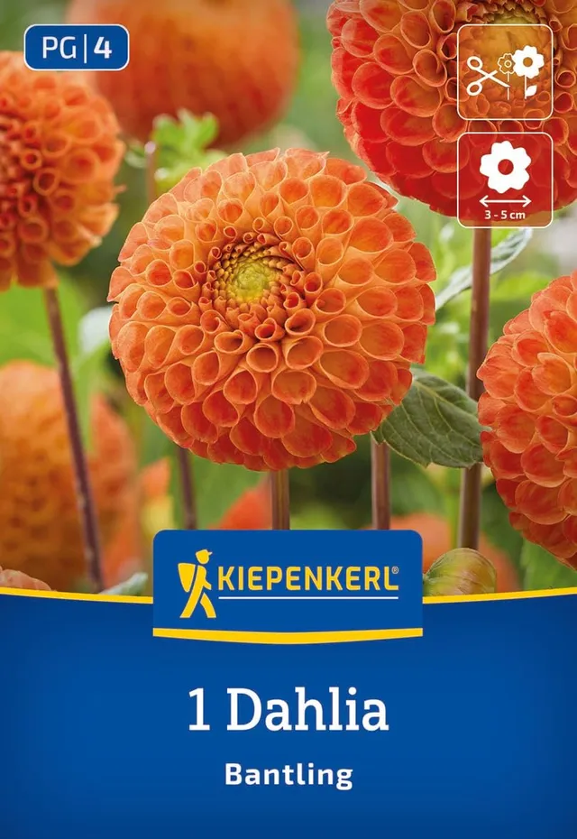 kiepenkerl-pompon-dahlie-bantling-3000048-blumenzwiebeln-safrangelb image 1