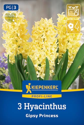 kiepenkerl-profi-line-hyazinthe-gipsy-princess-blumenzwiebeln-gelbe-duft-hyazint image 8