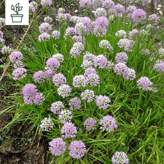 samen-maier-bio-berg-lauch-allium-lusitanicum-pflanze-im-topf image 1