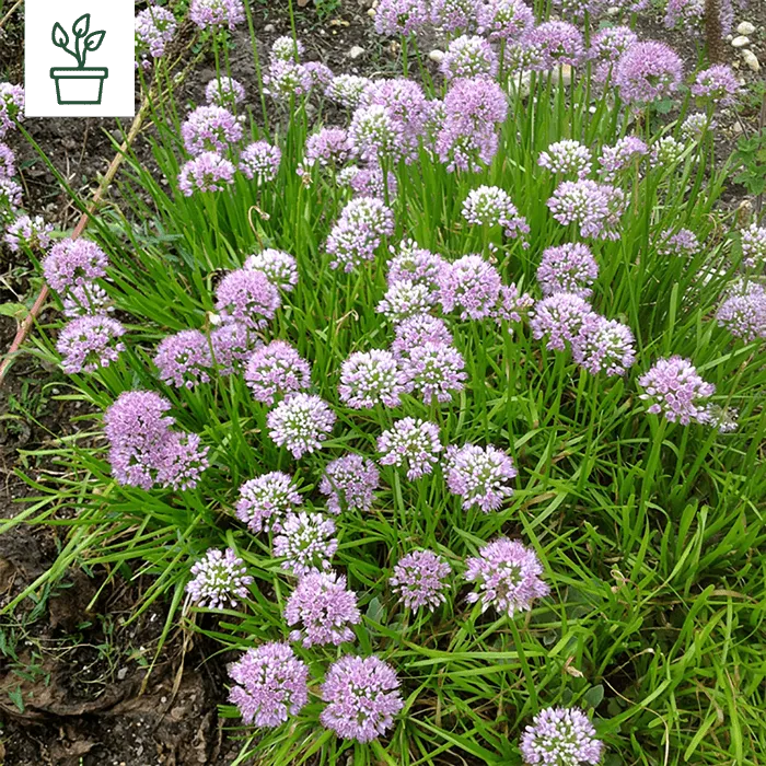 samen-maier-bio-berg-lauch-allium-lusitanicum-pflanze-im-topf image 1