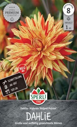 sperli-dekorative-dahlie-striped-vulkan-gelb-rot-120-cm-1-pflanze image 3