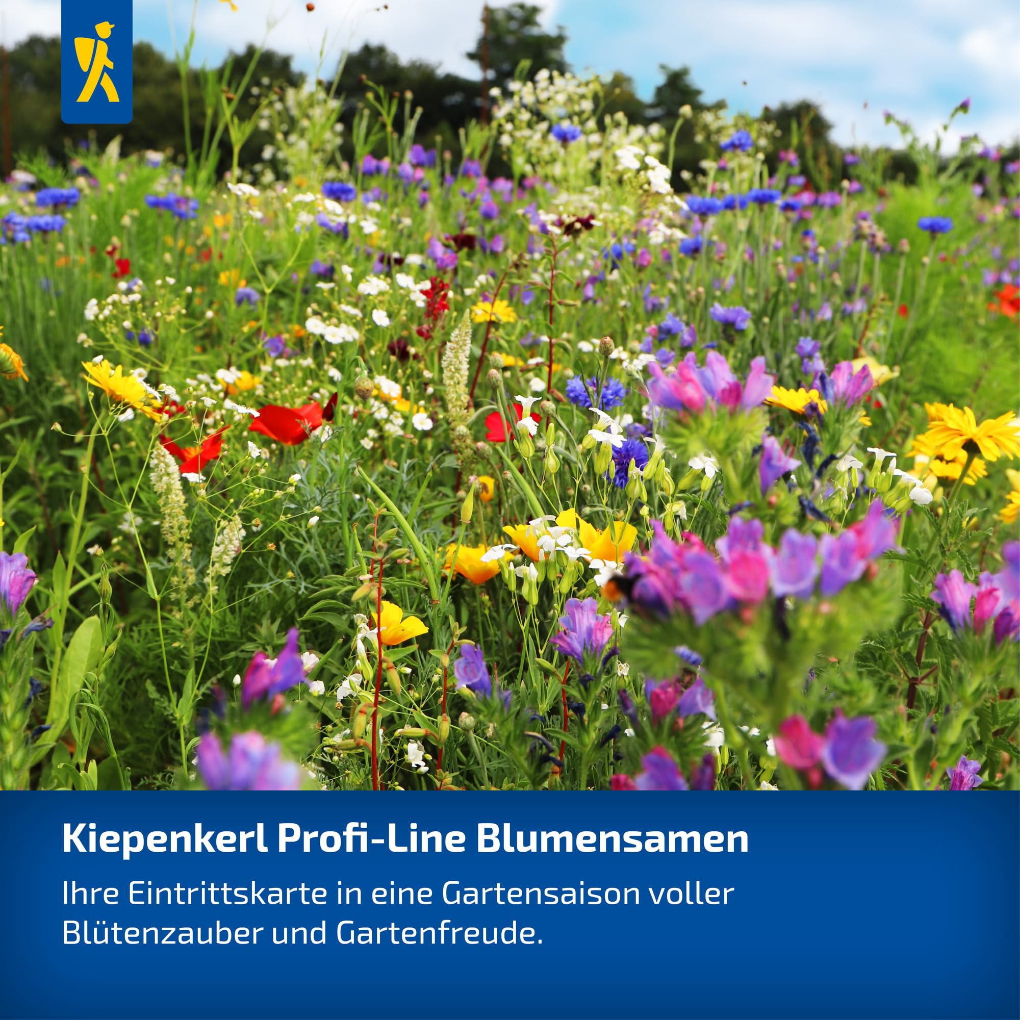 kiepenkerl-blumenmischung-peters-farbexplosion-sommerblumensaat image 4
