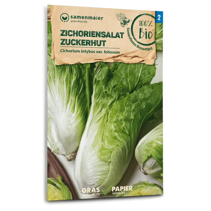 samen-maier-bio-zichoriensalat-zuckerhut-bio-saatgut image 1