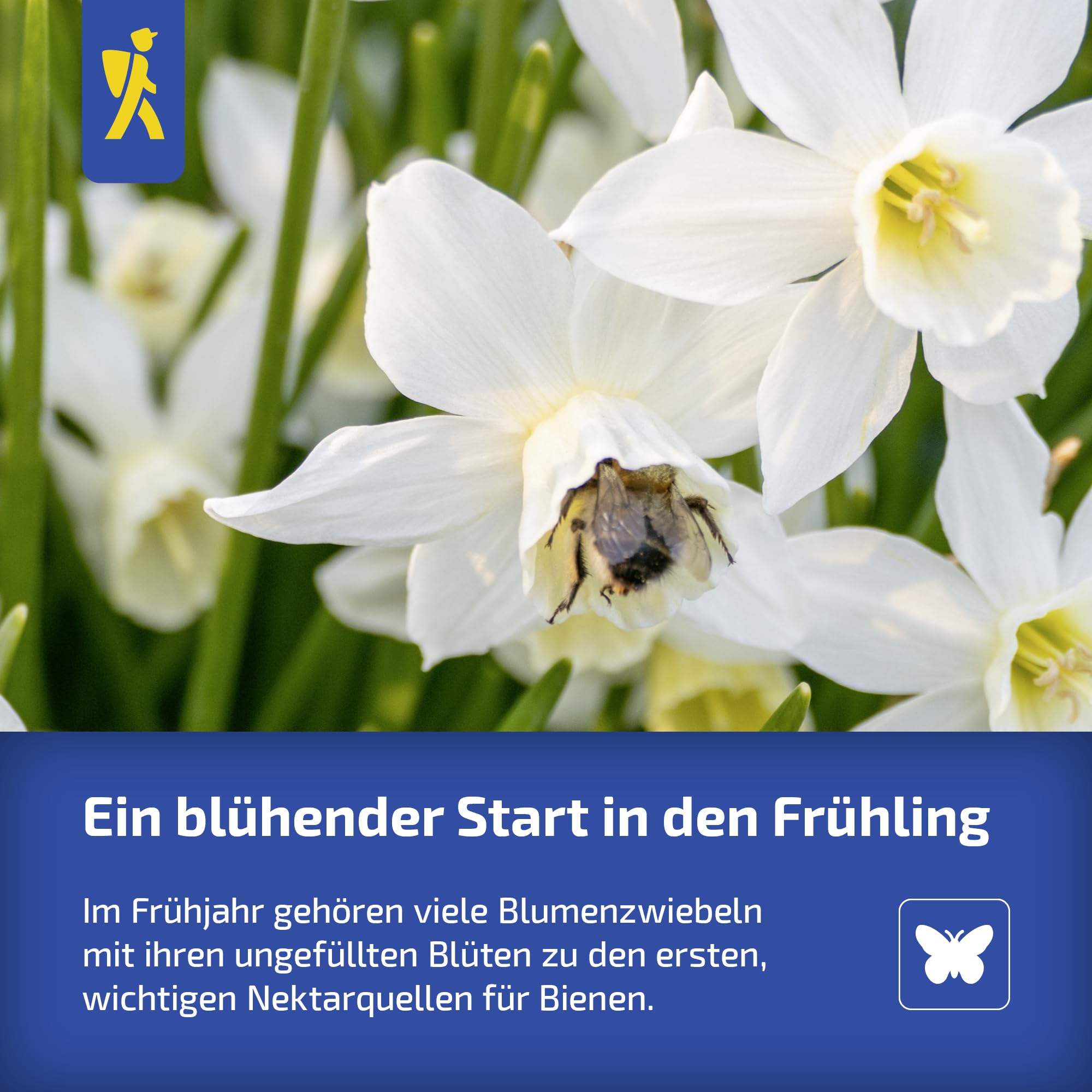 kiepenkerl-schneegl-ckchen-galanthus-nivalis-mega-pack-50-pflanzen-wei image 6