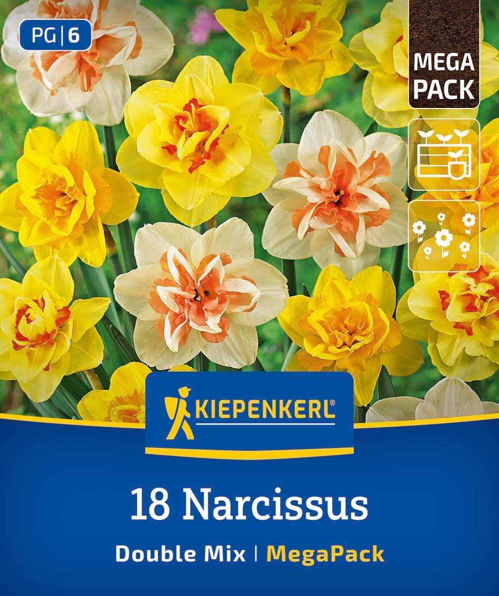kiepenkerl-mega-pack-gef-llte-narzissen-mischung-blumenzwiebeln-40-cm image 1