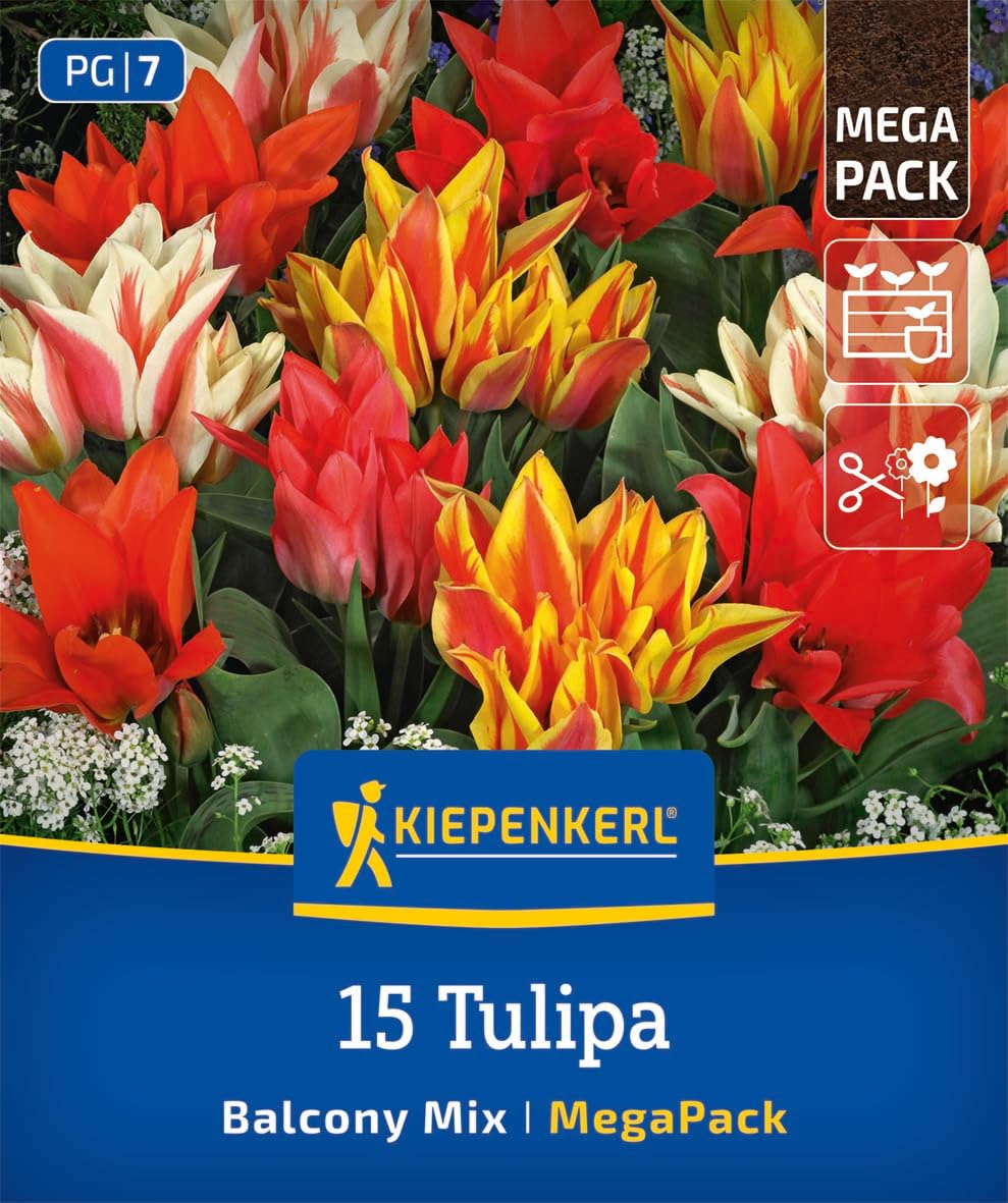 kiepenkerl-mega-pack-botanische-tulpen-balkonzauber-blumenzwiebeln-mehrbl-tig-20 image 1