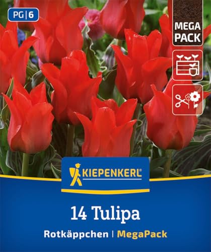 kiepenkerl-mega-pack-greigii-tulpe-rotk-ppchen-blumenzwiebeln-karminrot-30-cm-k- image 6