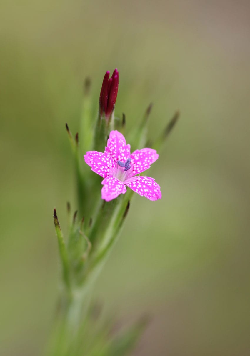 samen-maier-bio-b-schel-nelke-dianthus-armeria-im-topf image 2