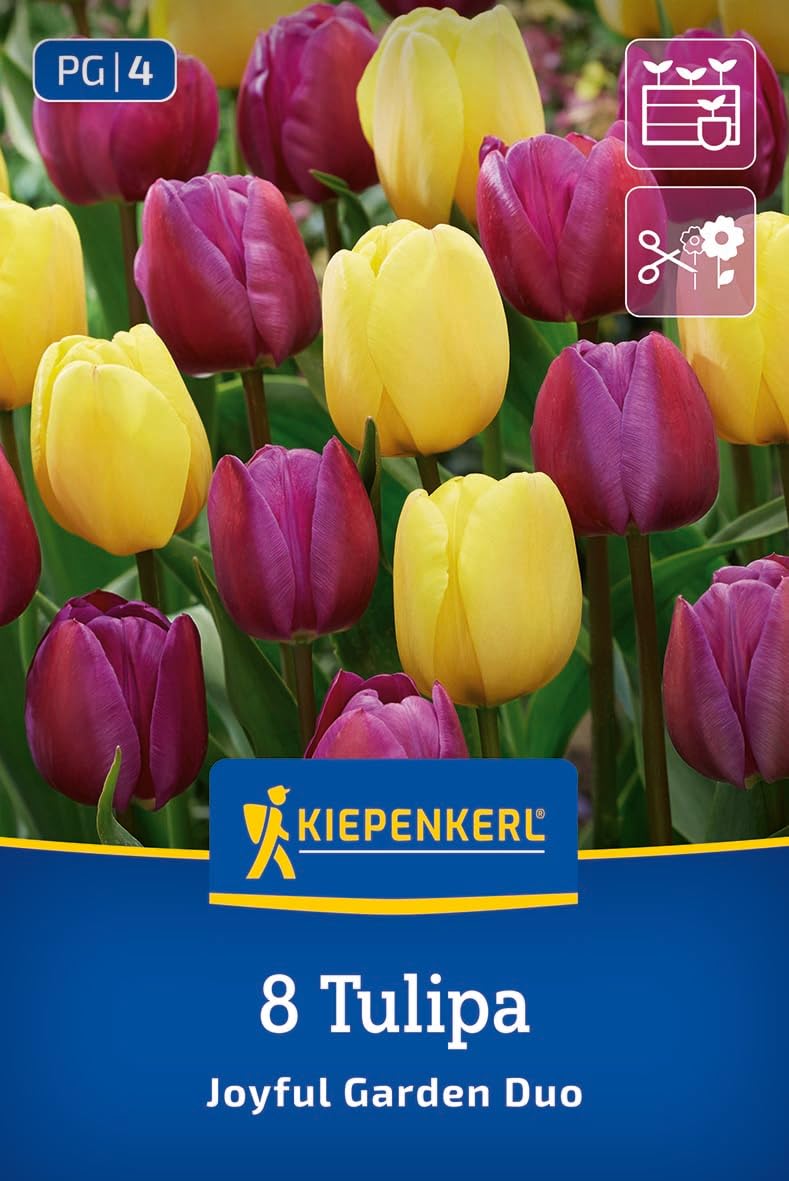 kiepenkerl-tulpenmischung-joyful-garden-2775033-gelb-lila-40-50-cm image 1