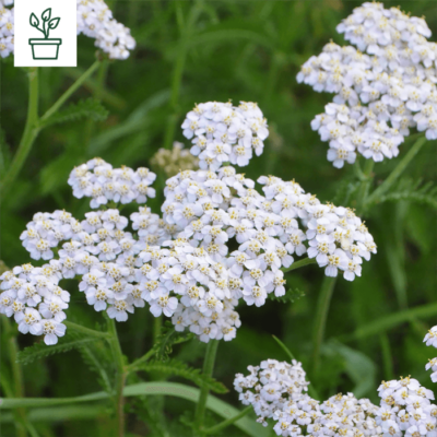 samen-maier-bio-gemeine-schafgarbe-achillea-millefolium-im-topf image 2