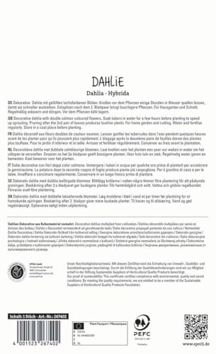 sperli-dahlie-sebastian-blumenzwiebel-dekorativ-dahlie-lachsfarben-gef-llt-ca-70 image 4
