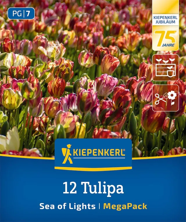 kiepenkerl-mega-pack-einfache-sp-te-tulpe-sea-of-lights-2875002-blumenzwiebeln image 1