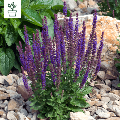 samen-maier-bio-steppen-salbei-salvia-nemorosa-im-topf image 5
