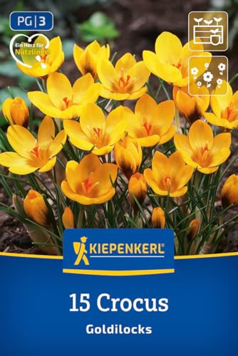 kiepenkerl-botanischer-krokus-goldilocks-blumenzwiebeln-gelber-fr-hbl-her-8-cm-v image 8