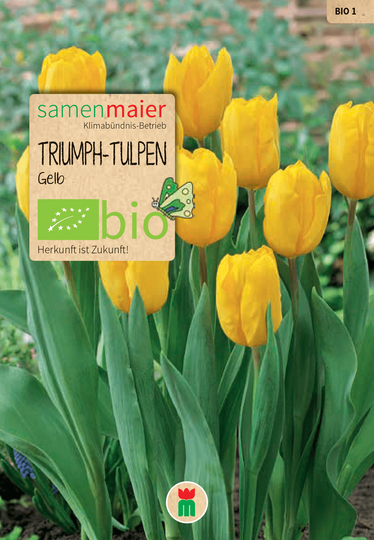 samen-maier-bio-triumph-tulpen-gelb-blumenzwiebeln image 1