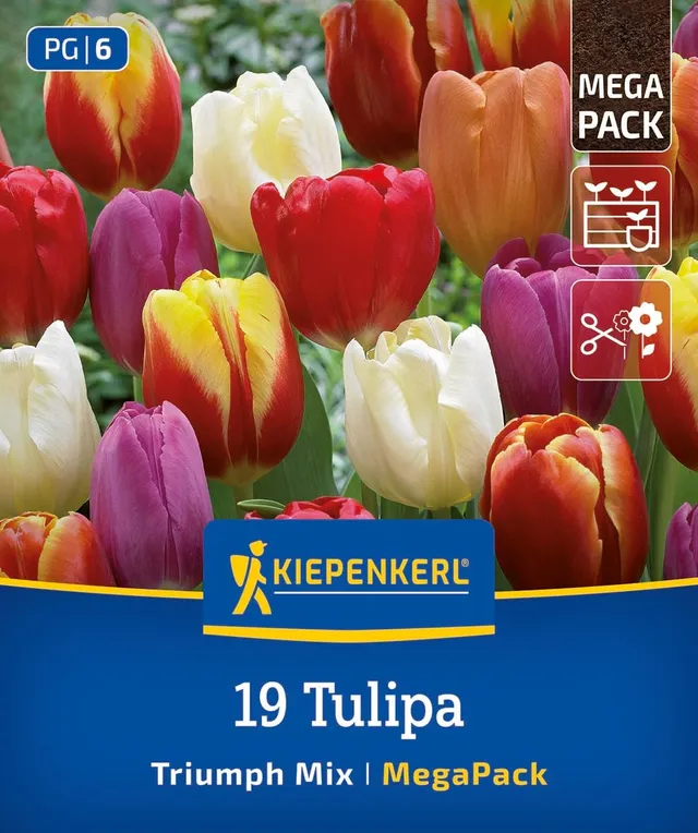 kiepenkerl-mega-pack-triumph-tulpen-mischung-blumenzwiebeln-19-st-ck-zweifarbig- image 1