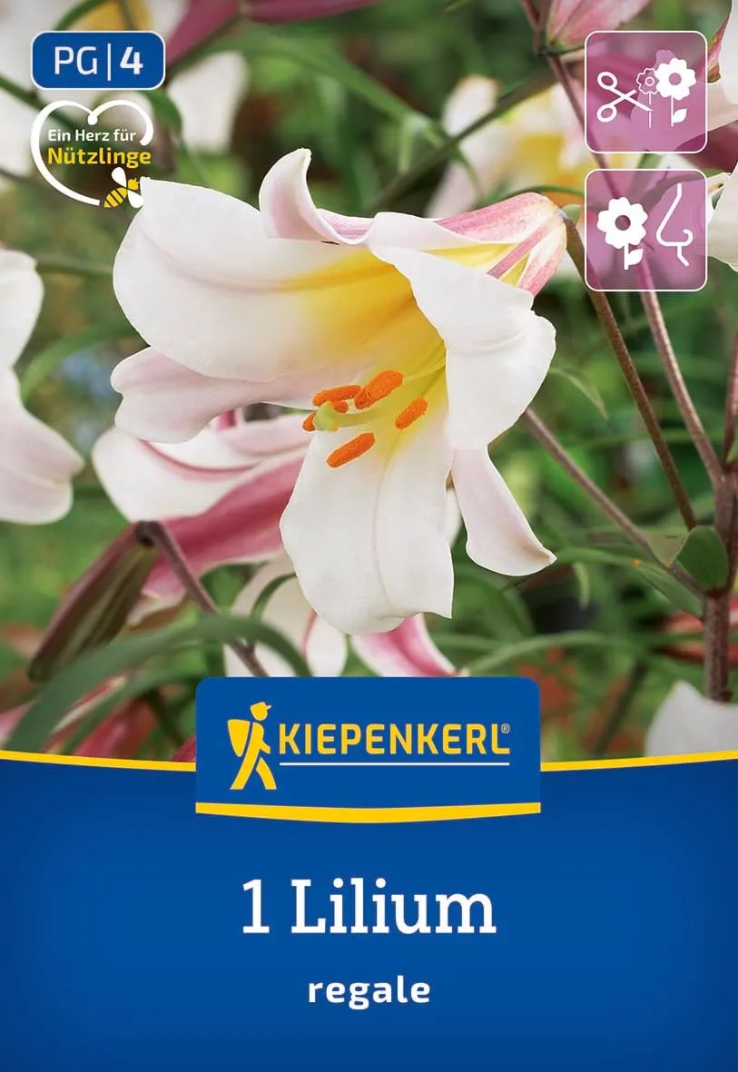 kiepenkerl-trompeten-lilie-lilium-regale-blumenzwiebeln image 1