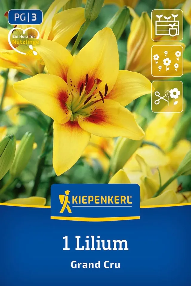 kiepenkerl-asiatische-lilie-grand-cru-blumenzwiebeln-gelb-90-cm-schnittblume image 1