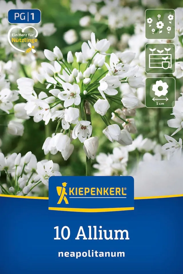 kiepenkerl-zierlauch-allium-neapolitanum-2700014-blumenzwiebeln image 1