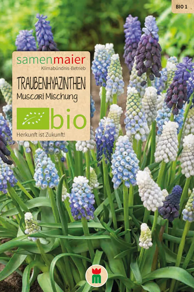 samen-maier-bio-traubenhyazinthen-muscari-mischung-blumenzwiebeln image 1