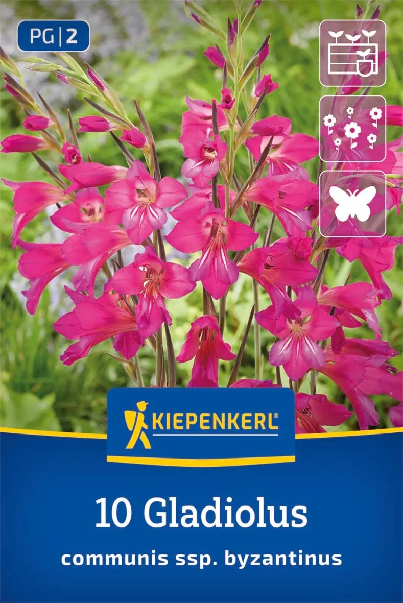 kiepenkerl-byzantinische-wildgladiole-blumenzwiebeln-mehrj-hrig image 1
