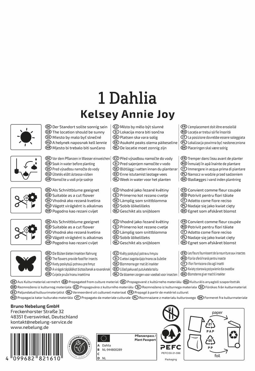 kiepenkerl-halskrausen-dahlie-kelsey-annie-joy-blumenzwiebeln image 2