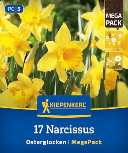 kiepenkerl-mega-pack-osterglocken-blumenzwiebeln-gelbe-narzissen-40-cm image 7
