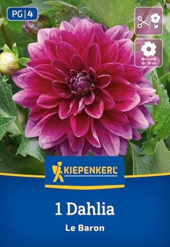 kiepenkerl-dekorative-dahlie-le-baron-3000015-blumenzwiebeln-purpurviolett-100-c image 7