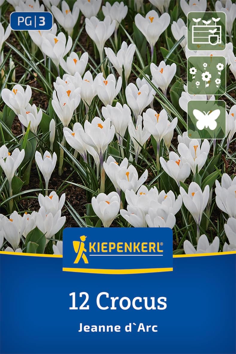 kiepenkerl-gro-blumiger-krokus-jeanne-d-arc-2650010-blumenzwiebeln image 1