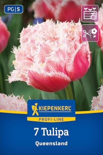 kiepenkerl-gefranste-gef-llte-tulpe-queensland-2000032-blumenzwiebeln image 8
