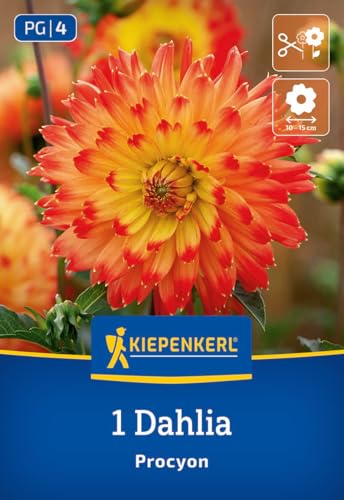kiepenkerl-dekorative-dahlie-procyon-blumenzwiebeln-gelb-rot-beet-und-vase image 7