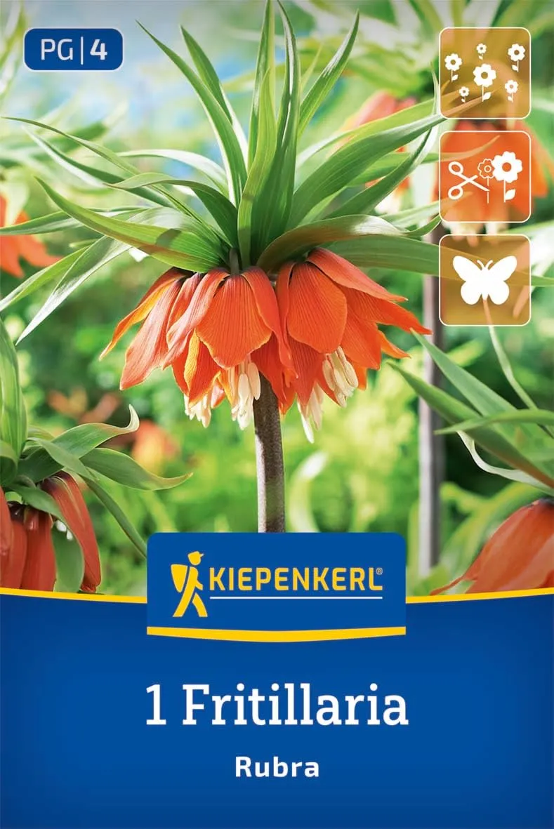 kiepenkerl-kaiserkrone-rubra-2775005-fritillaria-imperialis-blumenzwiebeln-orang image 1
