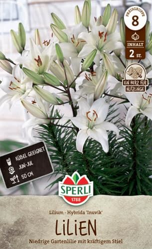 sperli-lilie-inuvik-263176-wei-e-orient-lilie-50-cm-f-r-k-bel image 3